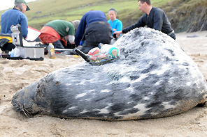 seal tagging